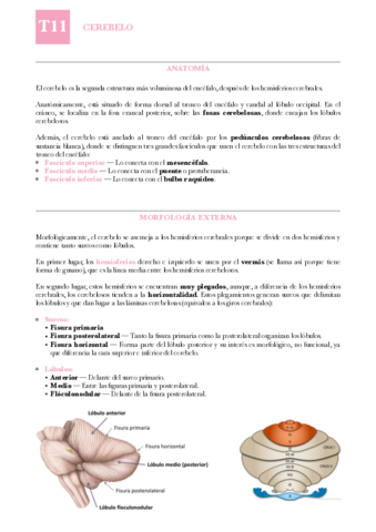 ANAT-T11-Cerebelo.pdf