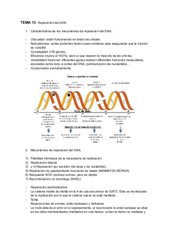 TEMA-13-Reparacion-del-ADN.pdf