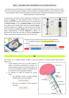 Tema 7 - Organización fundamental del Sistema Nervioso.pdf