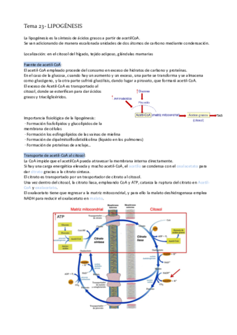 Tema-23-Lipogenesis.pdf