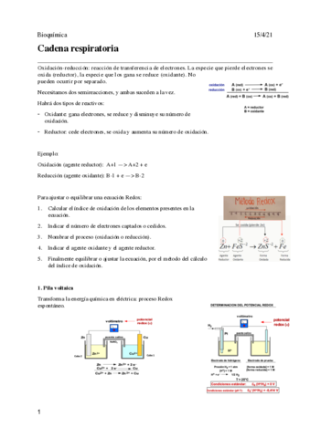 05-Cadena-respiratoria.pdf