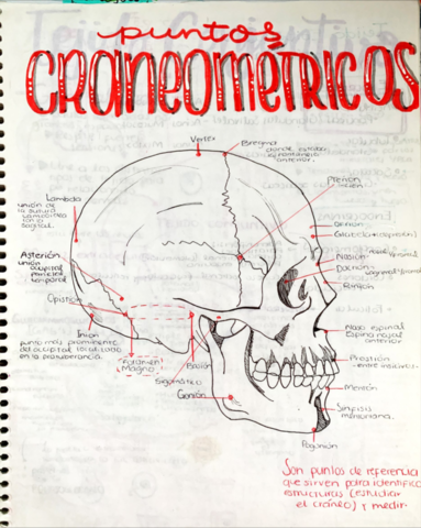 Puntos-craneo-metricos-.pdf