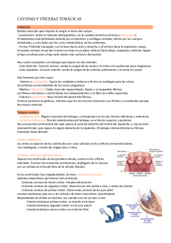 Modulo-7-Cavidad-y-visceras-toracidas.pdf