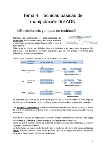 Tema-4-Tecnicas-basicas-de-manipulacion-del-ADN.pdf