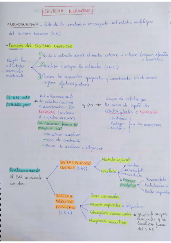 Sistema-nervioso.pdf