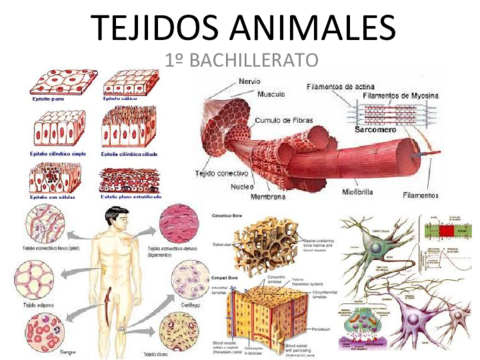 tejidosanimales.pdf