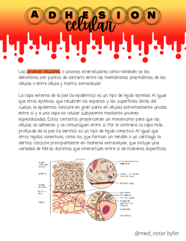 Adhesion-Celular.pdf