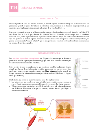 ANAT-T14-Medula-espinal.pdf