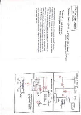 RUTA METABÓLICA.pdf