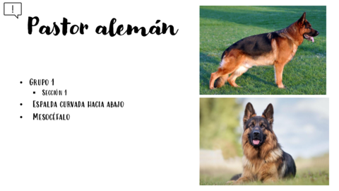 Resumen-razas-de-perros.pdf