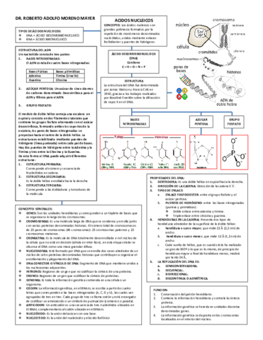 RESUMEN-ACIDOS-NUCLEICOS.pdf