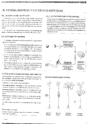 sistema-nervioso-libro.pdf