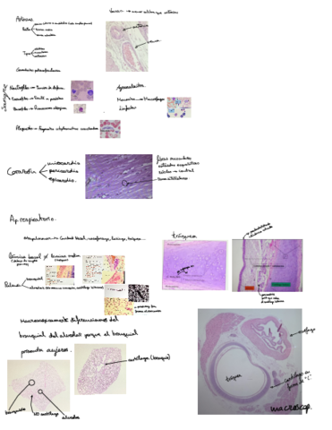 Practica-1-Ap.pdf