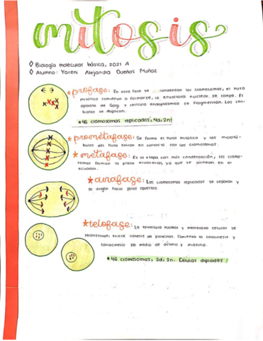 Mitosis-y-meiosis.pdf