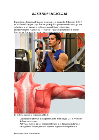 EL-SISTEMA-MUSCULAR.pdf