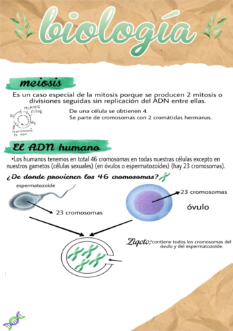 la meiosis.pdf