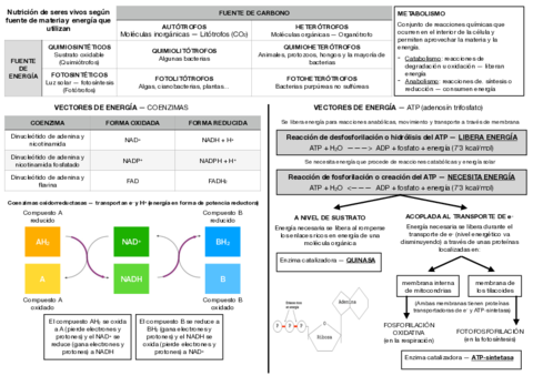 METABOLISMO-Y-CATABOLISMO.pdf