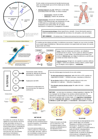 DIVISION-CELULAR.pdf