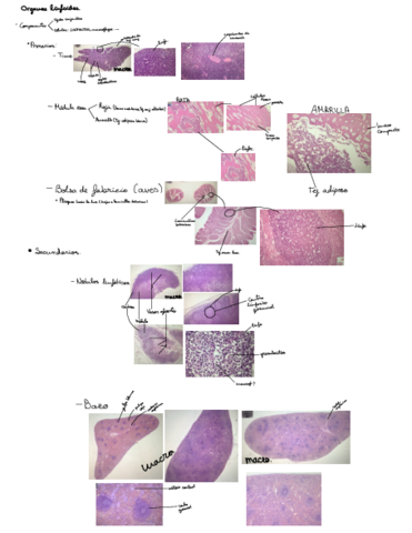 Organos-Linfoides-2.pdf