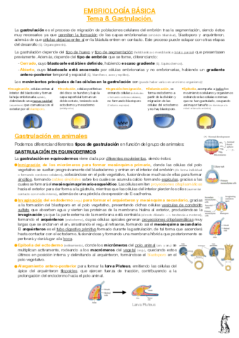 EB-T8-Gastrulacion.pdf