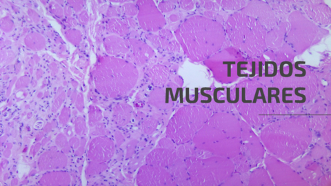 Tejidos-musculares.pdf
