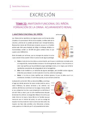 TEMA-22-ANATOMIA-FUNCIONAL-DEL-RINON.pdf