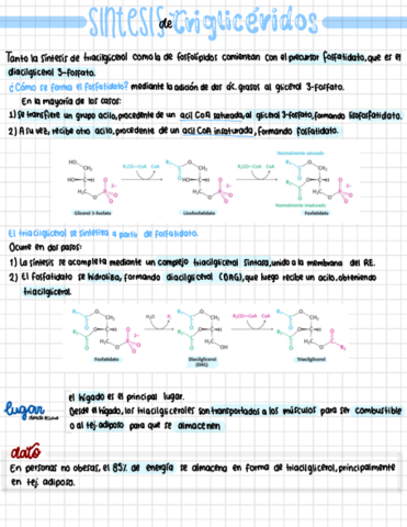 Sintesis-de-trigliceridos-.pdf