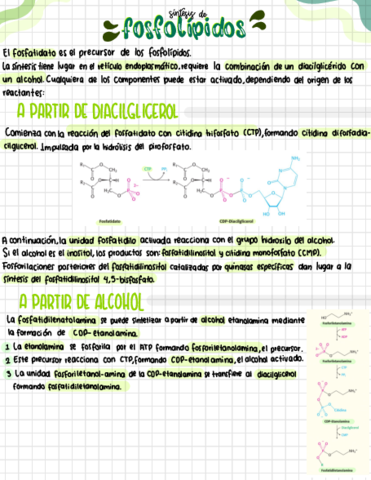 Sintesis-de-fosfolipidos-.pdf