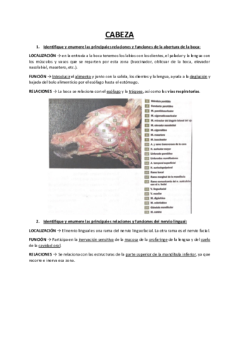 Cuadernillo-anatomia-practico-.pdf