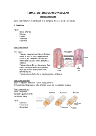 Sistema-cardiovascular-Vasos-sanguinis.pdf