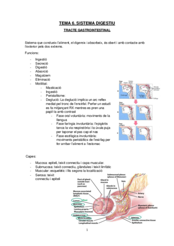 Sistema-digestiu.pdf