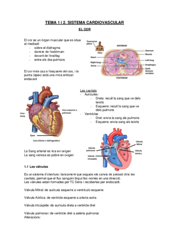 Sistema-cardiovascular-El-cor.pdf