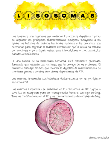 Lisosomas-y-Peroxisomas.pdf