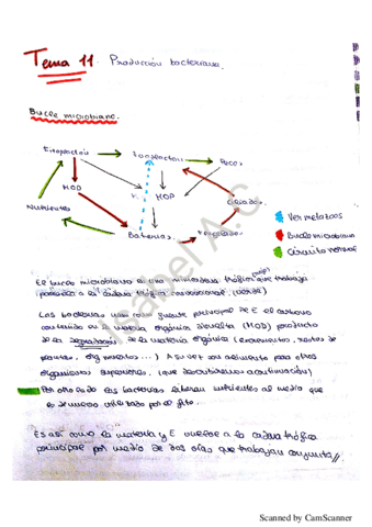 Ecología Tema 11.pdf