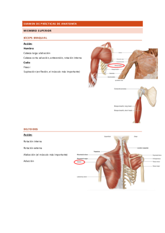 MUSCULOS-EXAMEN-DE-PRACTICAS-DE-ANATOMIA.pdf