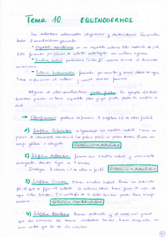 Tema 10 Equinodermos.pdf