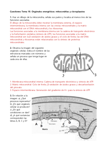 Mitocondrias-y-cloroplastos-PAU.pdf