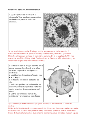 Nucleo-celular-PAU.pdf