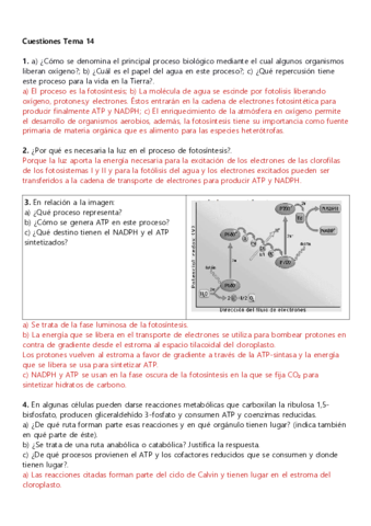 Anabolismo-PAU.pdf