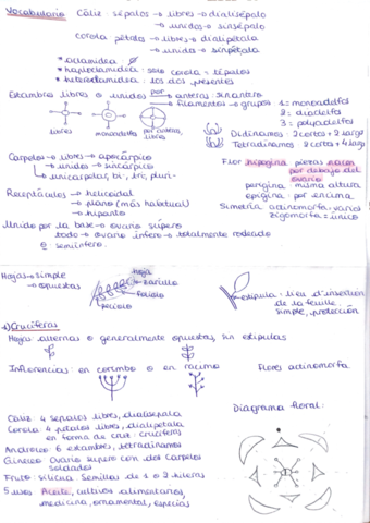 practicas-de-botanica-vocabulario-familias.pdf