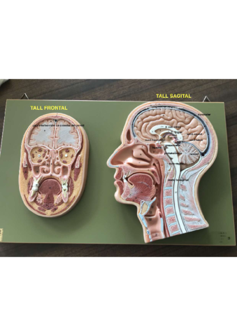 anatomia-sistema-nervios-practic.pdf