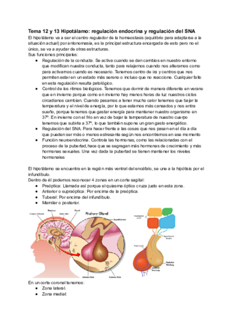 Tema-12-y-13-Hipotalamo-regulacion-endocrina-y-regulacion-del-SNA.pdf