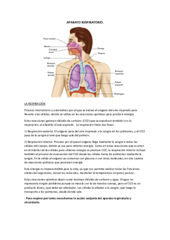 AAO-UT5-resumida.pdf