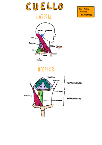 Dibujo-Cuello.pdf