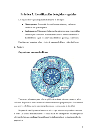 Identificacion-de-tejidos-vegetales.pdf