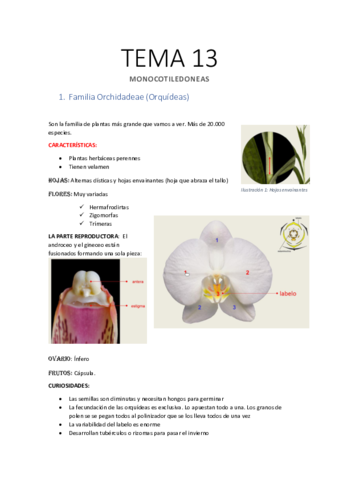 Apuntes-TEMA-13.pdf