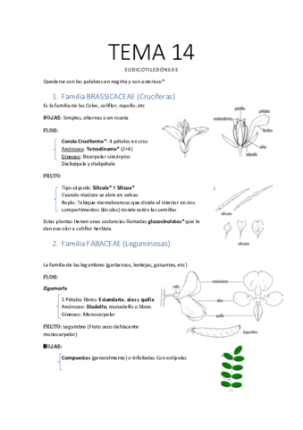 Apuntes-TEMA-14.pdf