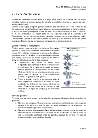 Apuntes-biologia-tema-11.pdf