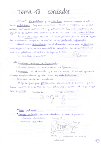 Tema 13 Cordados.pdf