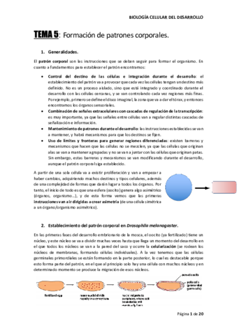 TEMA-5-BIO-DESARROLLO.pdf